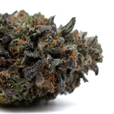 Dense dark purple and green cannabis bud with orange pistils and trichomes, Lemon OG THCa flower
